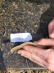 Ophisaurus ventralis