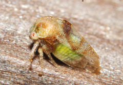 Cyrtolobus vau