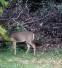 Odocoileus virginianus