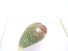 Funaria flavicans