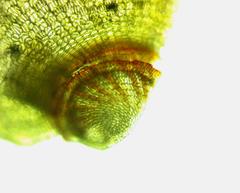 Funaria flavicans