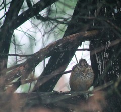 Turdus migratorius
