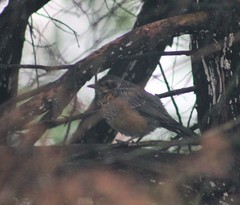 Turdus migratorius