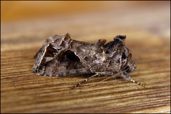 Ctenoplusia accentifera