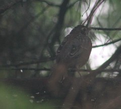 Turdus migratorius