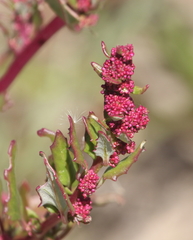 Oxybasis macrosperma