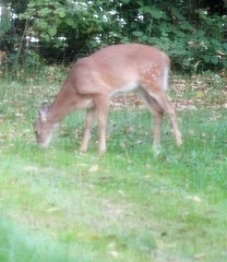 Odocoileus virginianus