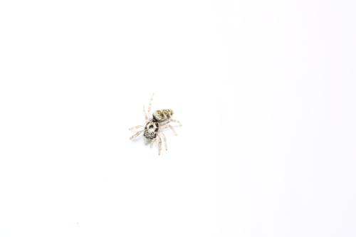 Zebra Jumping Spider, 1761 Anna Paulowna, Nederland, photo 5 of 10