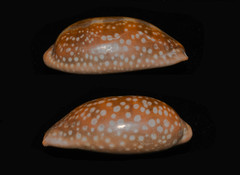 Macrocypraea cervinetta