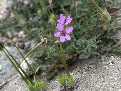 Erodium cicutarium