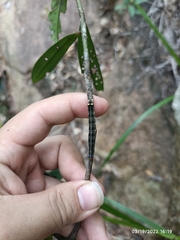 Fodina contigua