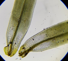 Tortula subulata
