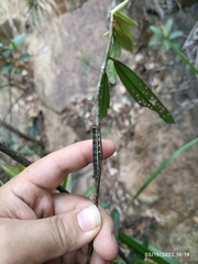 Fodina contigua