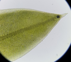 Tortula subulata