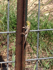 Holbrookia propinqua