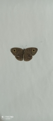 Ypthima pandocus