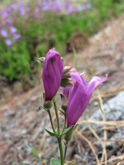 Penstemon cardwellii