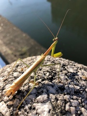 Tenodera angustipennis