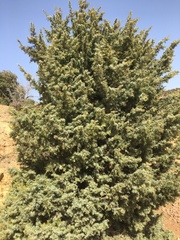 Juniperus oxycedrus subsp. badia image