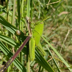 Schistocerca flavofasciata