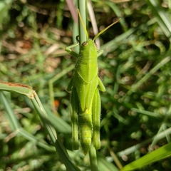 Schistocerca flavofasciata