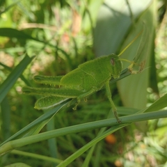 Schistocerca flavofasciata