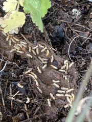 Reticulitermes aegeus