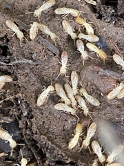 Reticulitermes aegeus