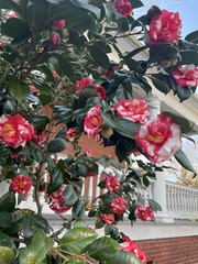 Camellia