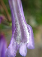 Penstemon cardwellii