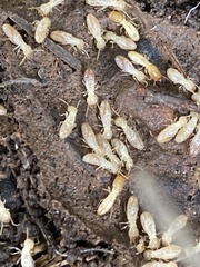 Reticulitermes aegeus