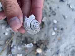 Fulguropsis pyruloides