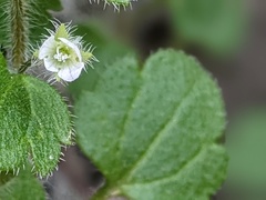 Veronica sublobata