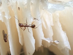 Aphaenogaster fulva