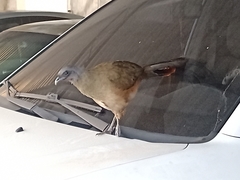 Ortalis ruficauda ruficauda