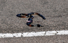 Micrurus pyrrhocryptus