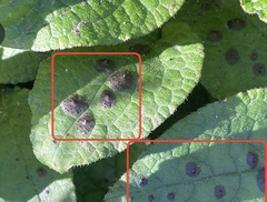 Dermateaceae