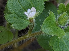 Veronica sublobata