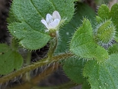 Veronica sublobata