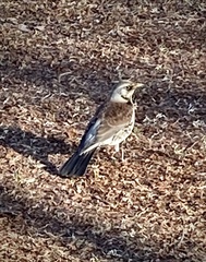 Turdus pilaris