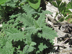 Scutellaria novorossica