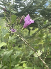 Ipomoea papilio