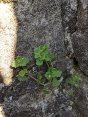 Veronica sublobata