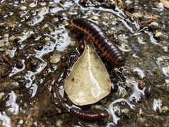 Apheloriini