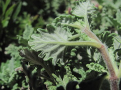 Scutellaria novorossica