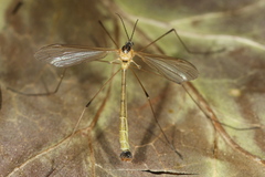 Cylindrotoma distinctissima