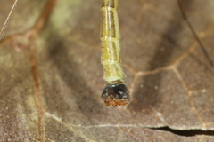 Cylindrotoma distinctissima