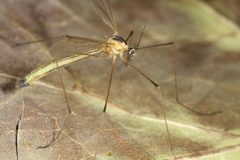 Cylindrotoma distinctissima