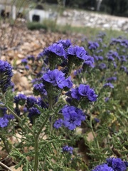 Phacelia distans