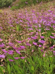 Penstemon cardwellii